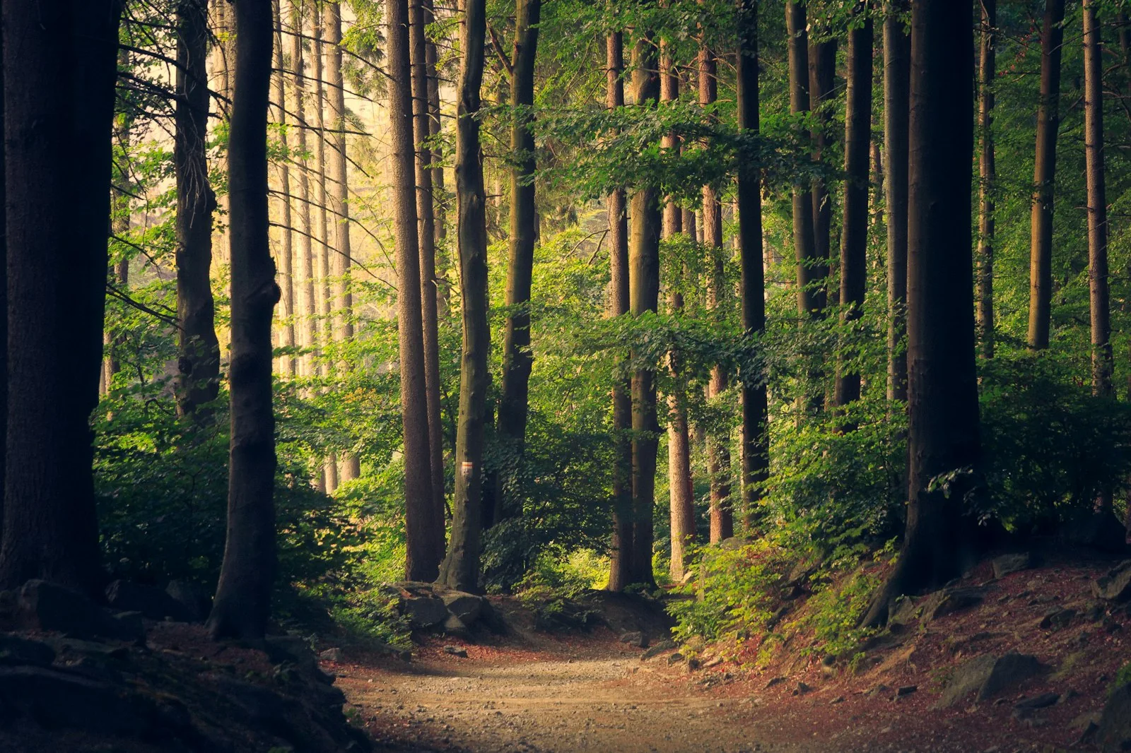 Lush bushland and forest in the Daylesford region